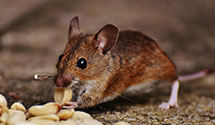 24 Hour & Emergency Exterminators in Cortland, OH